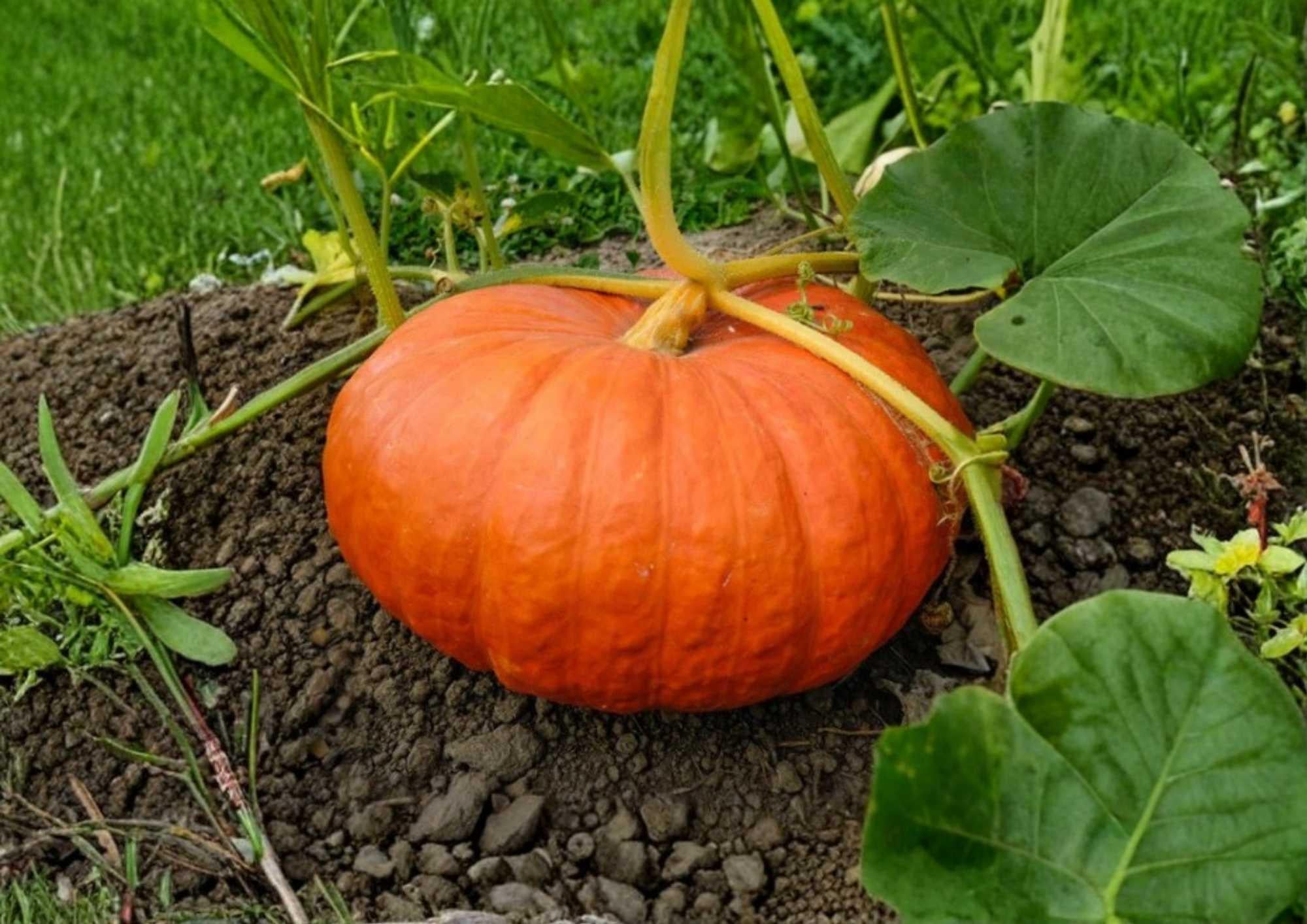Dills Atlantic Giant Pumpkin Seeds Non-GMO for Giant Vegetable Growing, Record-Size Orange Pumpkins, Garden Planting