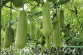 Honey Badger Manzano Pepper Seeds – Heirloom Rocoto Chili, Capsicum pubescens, 20 Premium Seeds for Pots & Garden