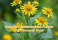 Lespedeza capitata Seeds - Roundhead Bush Clover Perennial Wildflower for Bee Habitat, Pollinator Gardens, Native Landscaping, 30 Seeds
