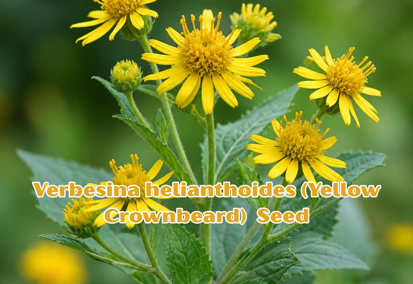 Lespedeza capitata Seeds - Roundhead Bush Clover Perennial Wildflower for Bee Habitat, Pollinator Gardens, Native Landscaping, 30 Seeds