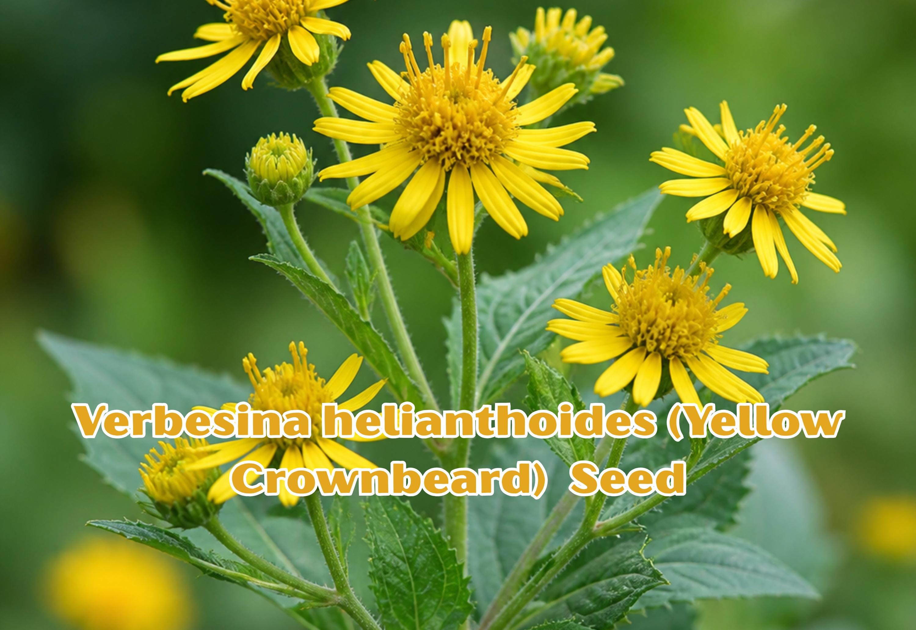 Lespedeza capitata Seeds - Roundhead Bush Clover Perennial Wildflower for Bee Habitat, Pollinator Gardens, Native Landscaping, 30 Seeds