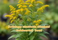 Eastern Bluestar Seeds, Perennial, Soft Blue Flowers, Deer Resistant, Pollinator Friendly, Amsonia tabernaemontana, 10 Seeds