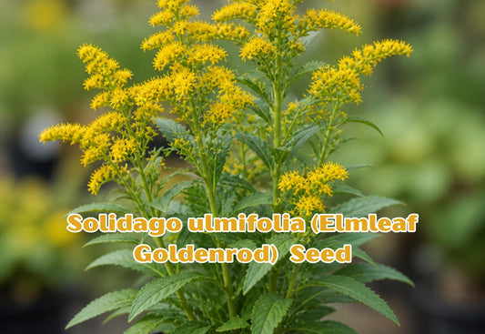 Eastern Bluestar Seeds, Perennial, Soft Blue Flowers, Deer Resistant, Pollinator Friendly, Amsonia tabernaemontana, 10 Seeds