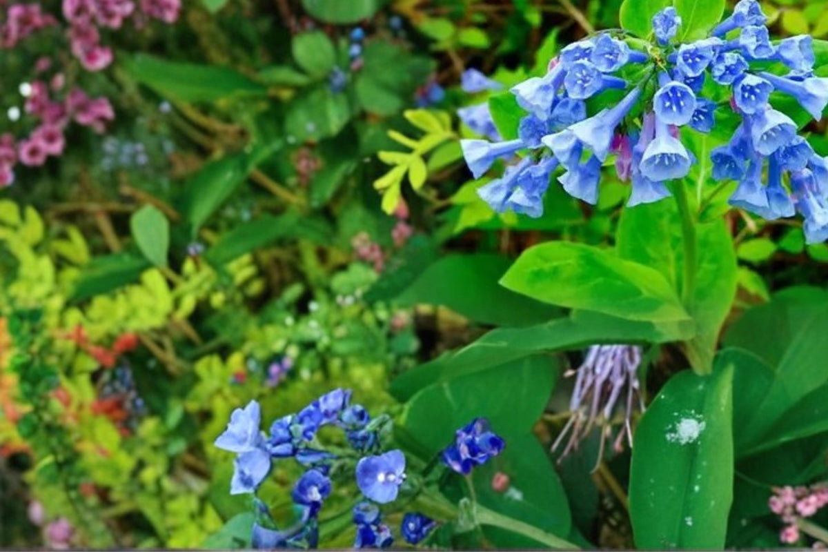 Virginia Bluebells Seeds – Mertensia virginica – Perennial Wildflower with Pink to Blue Bell-Shaped Blooms for Shade Gardens