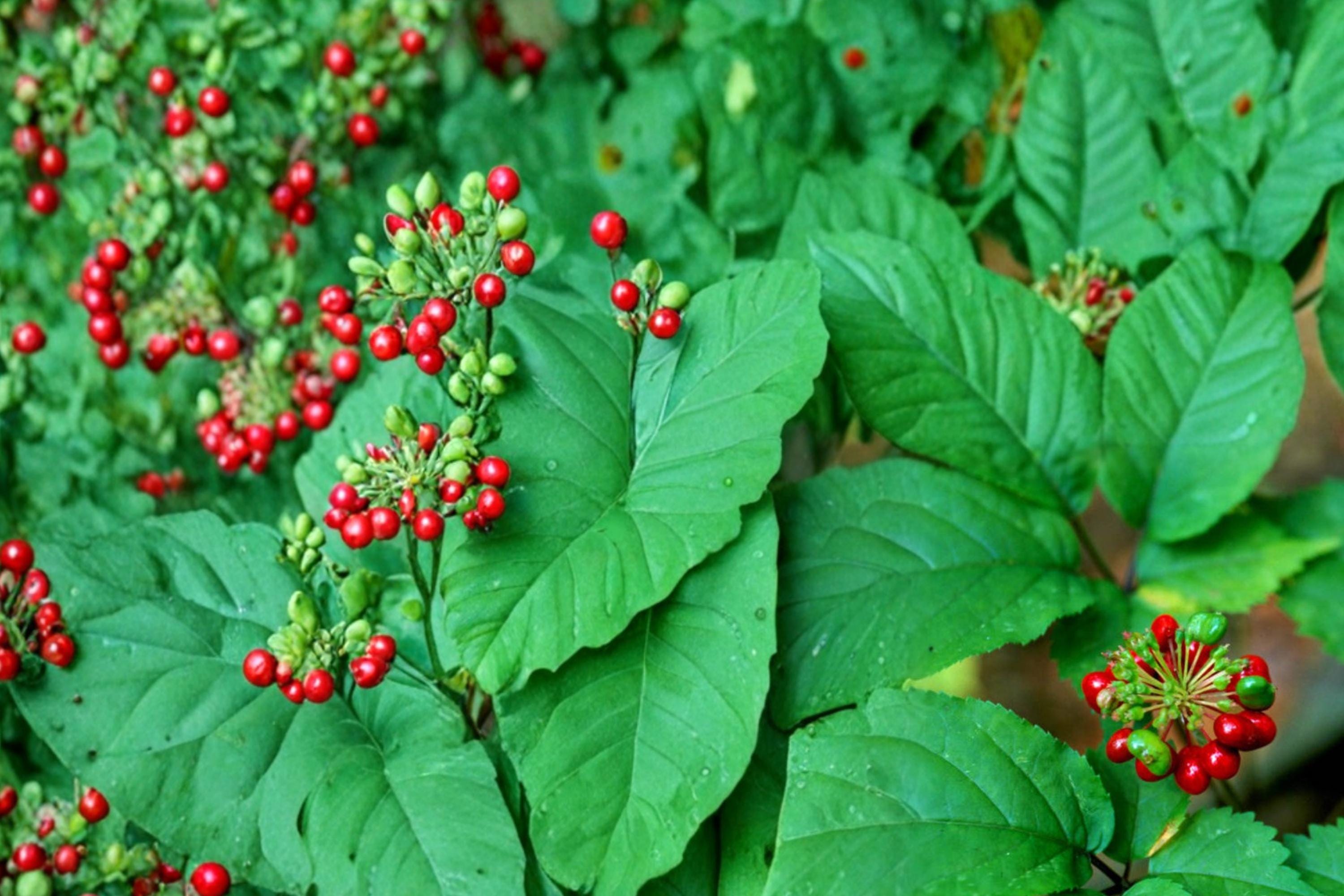 American Ginseng Seeds – Panax quinquefolius – Woodland Perennial Herb for Shade Gardens, Medicinal Plant, 30 Seeds