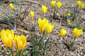 Golden Yellow Crocus Bulbs – 20 Pack, Early Spring Blooming, Perennial Flowering Bulbs, Crocus (Crocus)
