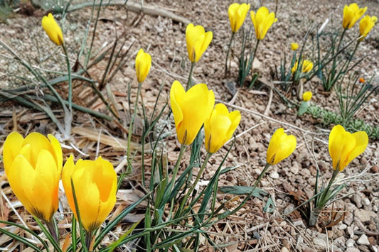 Golden Yellow Crocus Bulbs – 20 Pack, Early Spring Blooming, Perennial Flowering Bulbs, Crocus (Crocus)