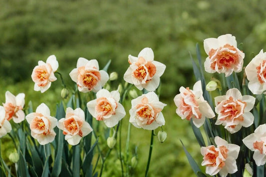 Replete Double Daffodil Bulbs – Narcissus, Layered White and Peach-Pink Flowers, Perennial Spring Garden Bulb, 10 Pack