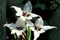 Abyssinian Gladiolus Flower Bulbs 5 Pack | Sweetly Scented Acidanthera for Garden, Borders, Containers