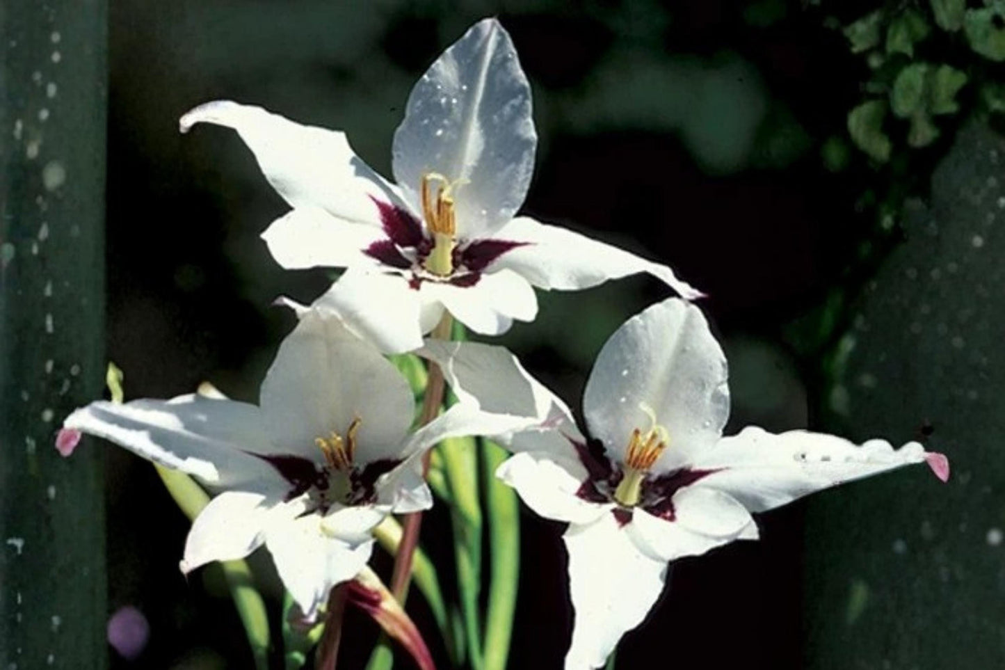Abyssinian Gladiolus Flower Bulbs 5 Pack | Sweetly Scented Acidanthera for Garden, Borders, Containers