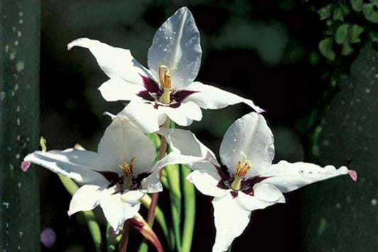 Abyssinian Gladiolus Flower Bulbs 5 Pack | Sweetly Scented Acidanthera for Garden, Borders, Containers