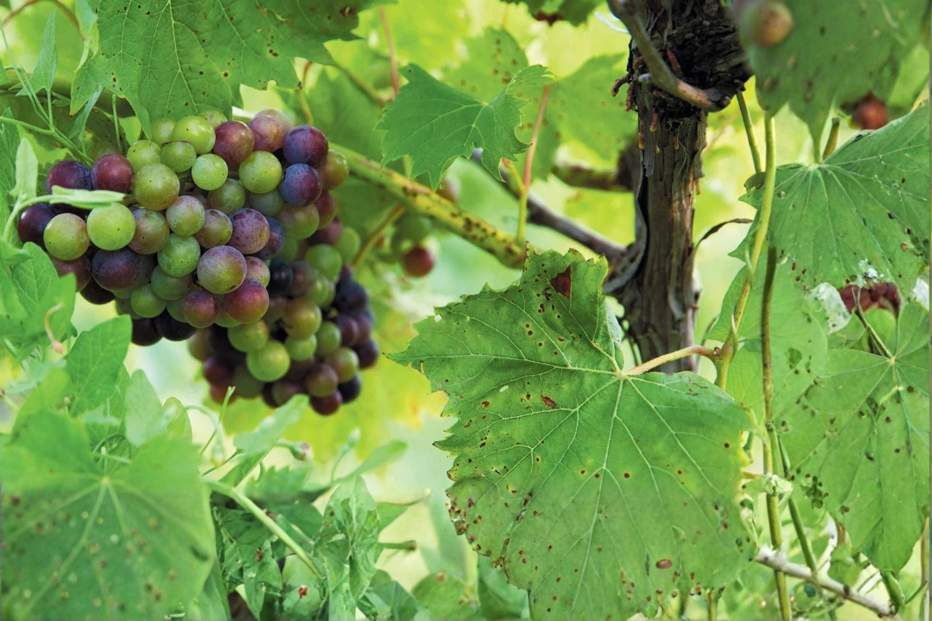Chambourcin Live Wine Grape Vine Plant 1-2 Year Old Vitis vinifera for Garden, Vineyard, Trellis