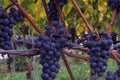 Marechal Foch Wine Grape Vine Plants – 1-2 Year Old Vitis vinifera for Home Wine Making and Garden Cultivation