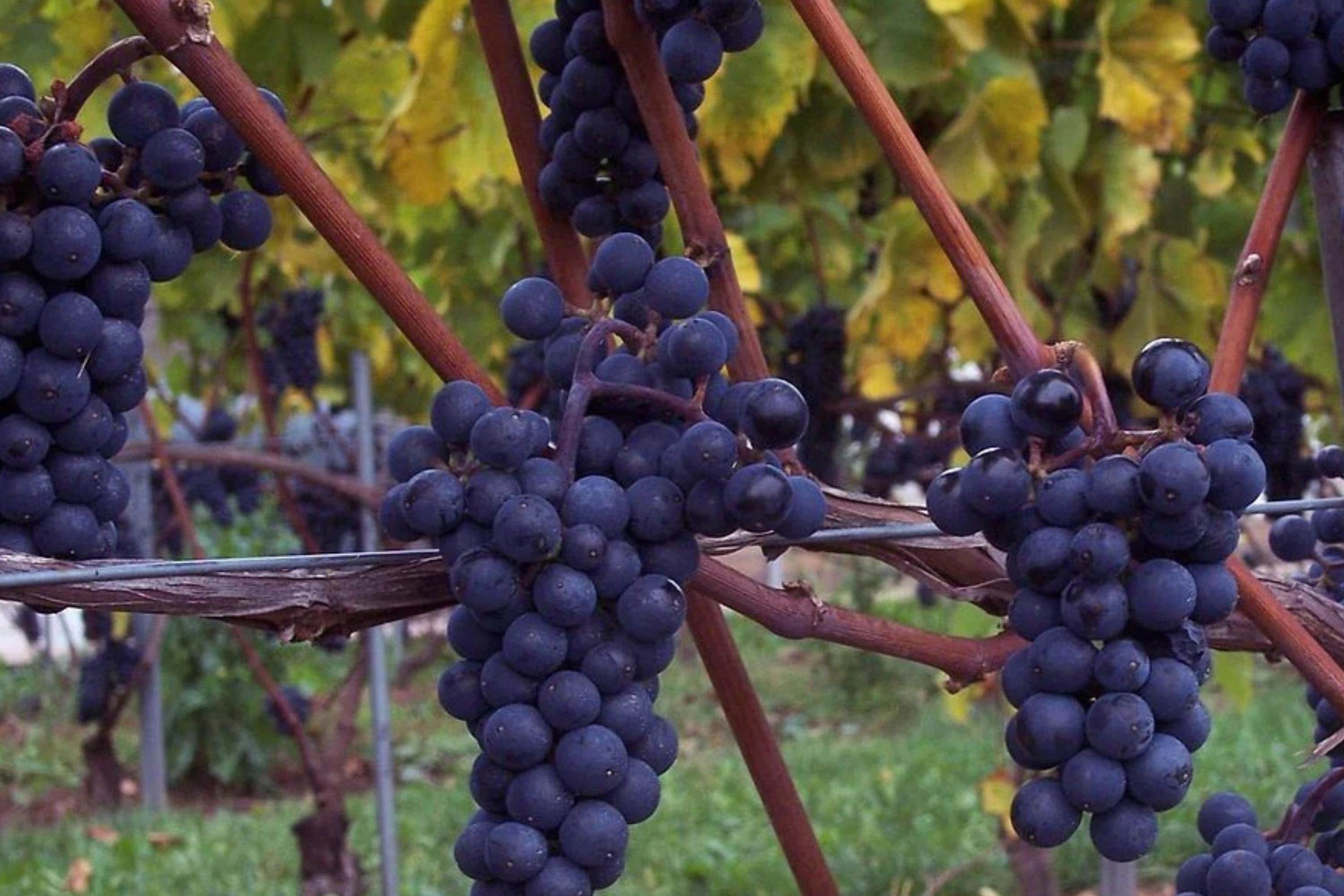 Marechal Foch Wine Grape Vine Plants – 1-2 Year Old Vitis vinifera for Home Wine Making and Garden Cultivation