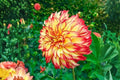 Dinner Plate Dahlia Bulb Tuber Clump Lady Darlene Large Blooms, Vibrant Colors, Dahlia pinnata