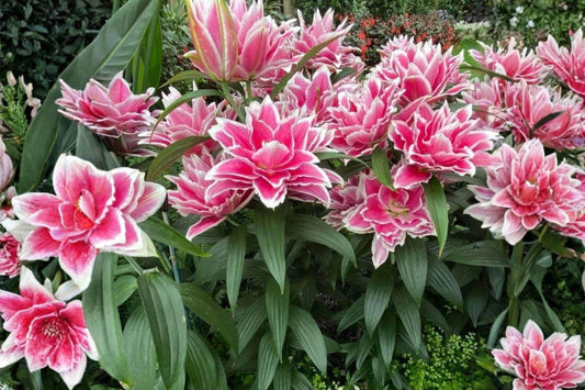 Roselily Samantha Flower Bulb - Showy Dark Pink & White Double Blooms - Lilium Hybrid for Garden, Borders, Containers