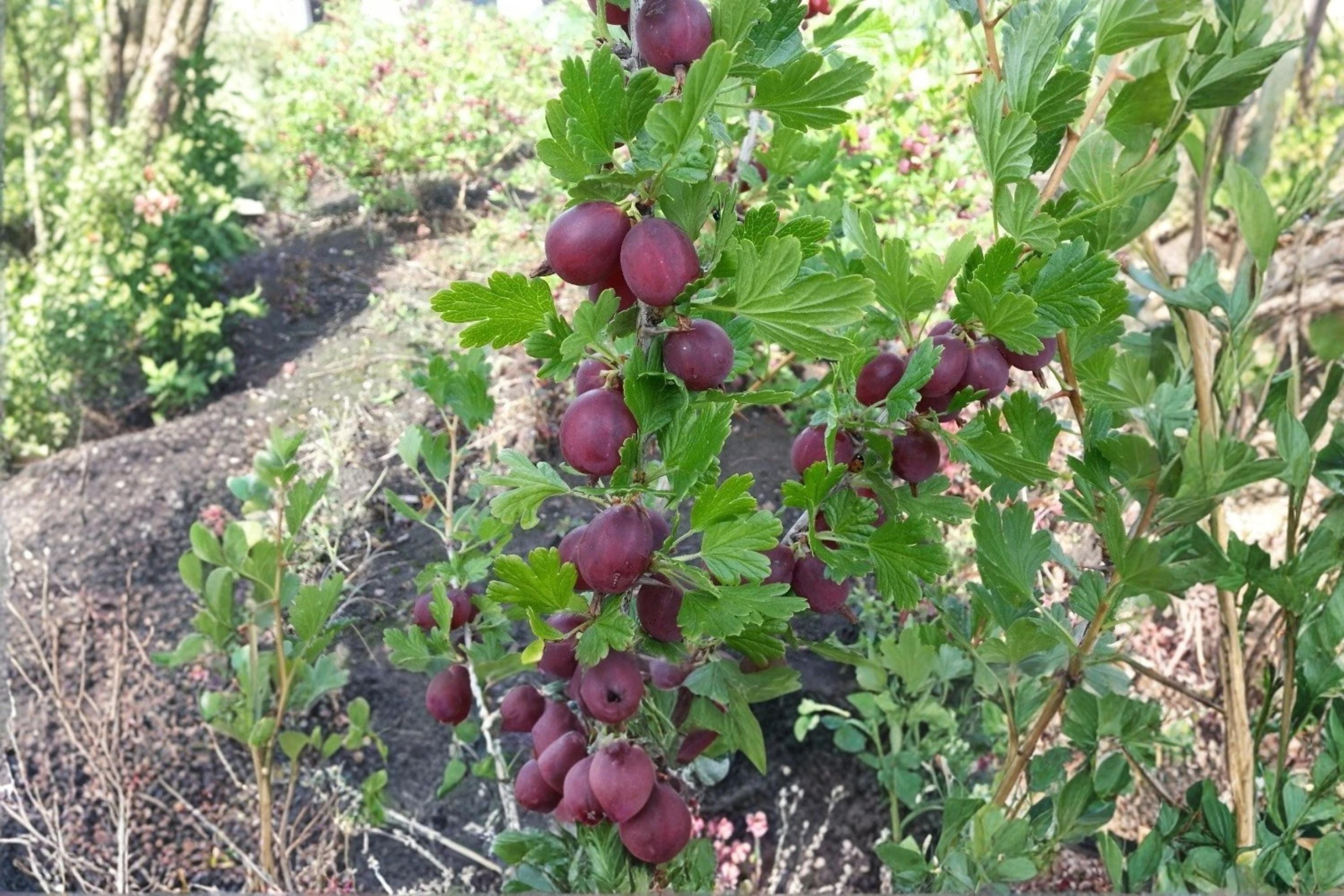 Gooseberry Plants | Hinnomaki Red Variety | Ribes uva-crispa | Healthy Live Pruned Plants for Garden, Container, or Raised Bed