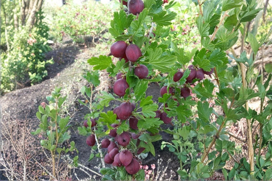 Gooseberry Plants | Hinnomaki Red Variety | Ribes uva-crispa | Healthy Live Pruned Plants for Garden, Container, or Raised Bed