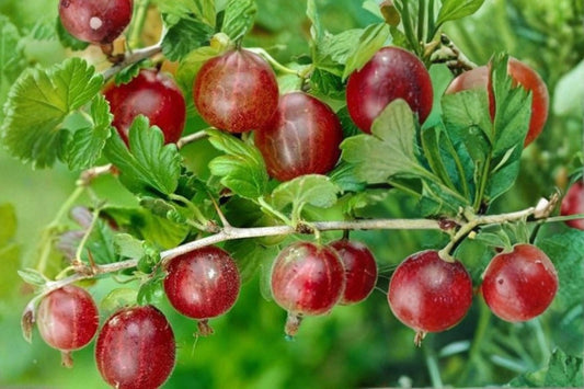 Gooseberry Plant - Healthy Live Captivator Variety - Ribes uva-crispa - Pruned for Planting, Fruit-Bearing Shrub