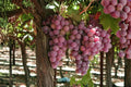 Canadice Seedless Grape Vine Plant - 1-2 Year Old Vitis vinifera for Home Garden, Fruit, Trellis, Landscape