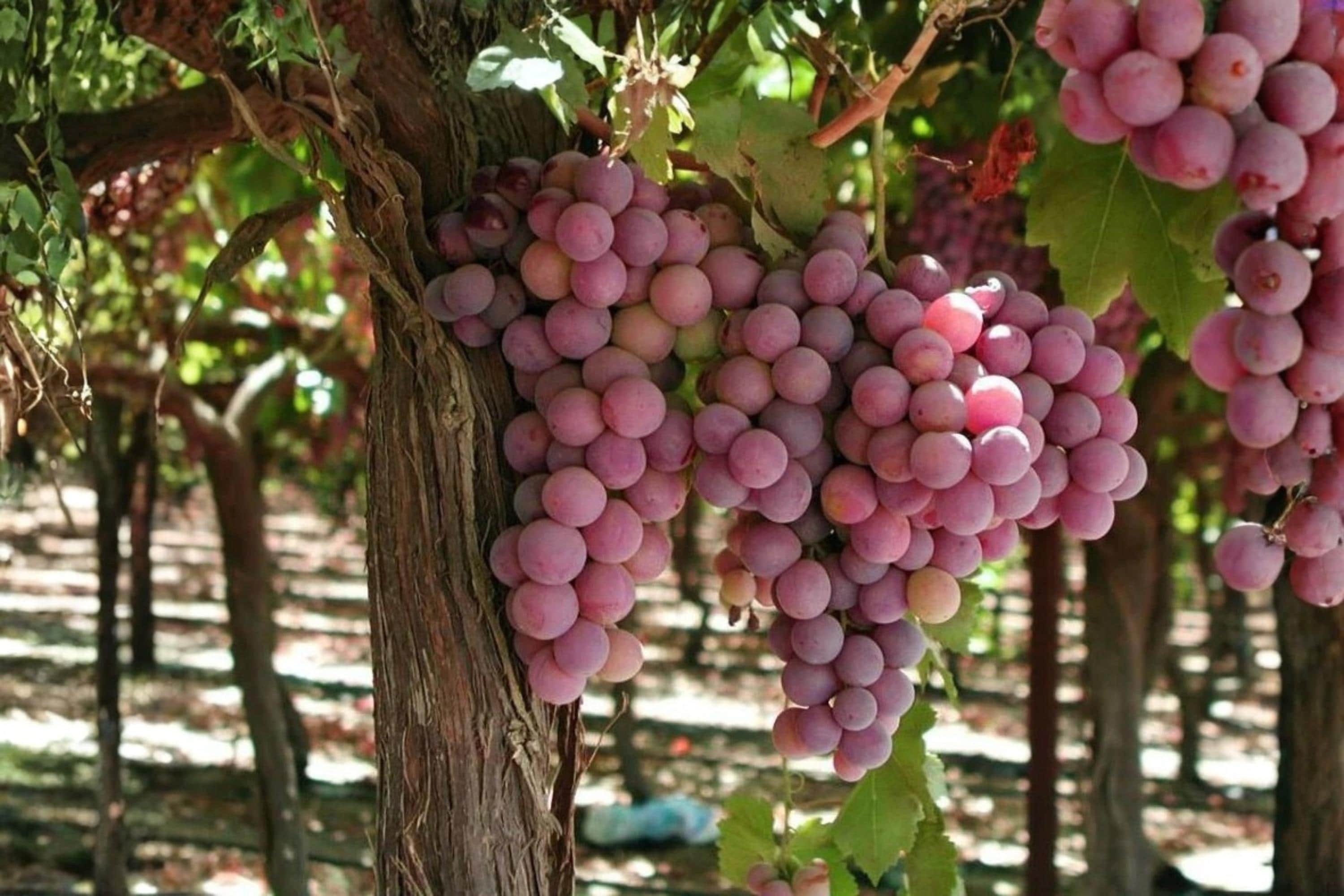 Canadice Seedless Grape Vine Plant - 1-2 Year Old Vitis vinifera for Home Garden, Fruit, Trellis, Landscape