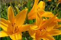 Aztec Gold Daylily Bulbs – Perennial Flower Bulbs, Bright Golden-Yellow Blooms, Hemerocallis 'Aztec Gold'