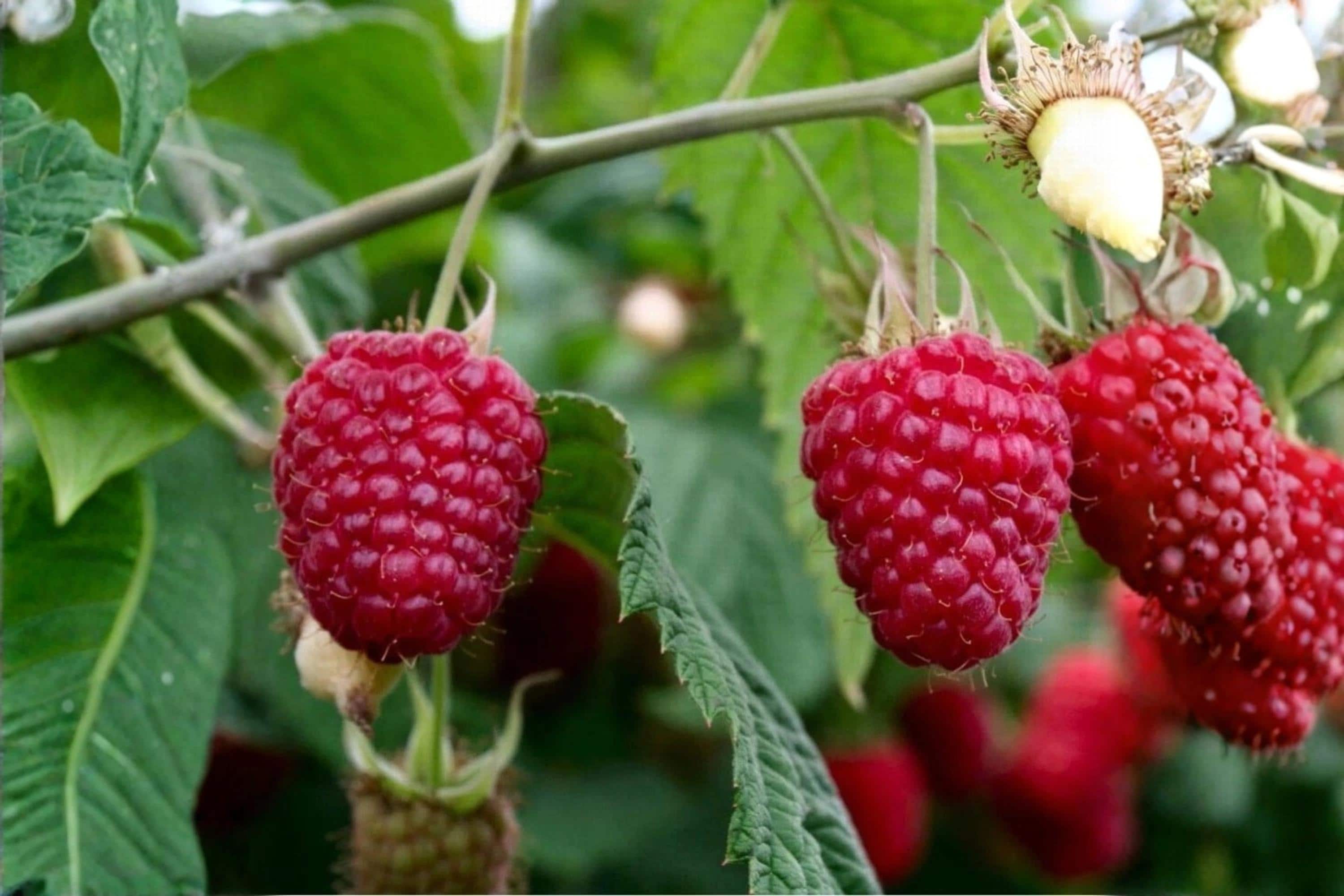 Polka Everbearing Red Raspberry Plants – 1-2 Year Old Live Bushes Rubus idaeus 'Polka' for Fresh Berries, Fruit, Garden