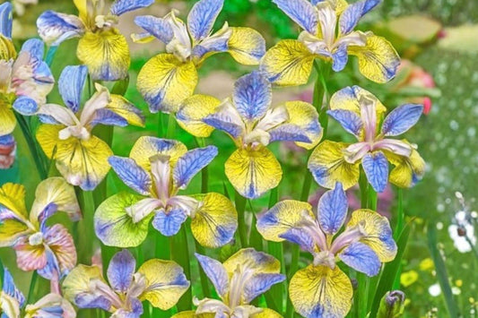 Siberian Iris Bare Root Bulb - Tipped in Blue, Iris sibirica Rhizome, Perennial Flower for Garden Borders and Cut Flowers