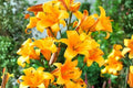 Giant Hybrid Lily Bulb - Extra Large Orange Flower - 7¼ Inch Blooms - Lilium Hybrid for Garden, Border, Cut Flowers