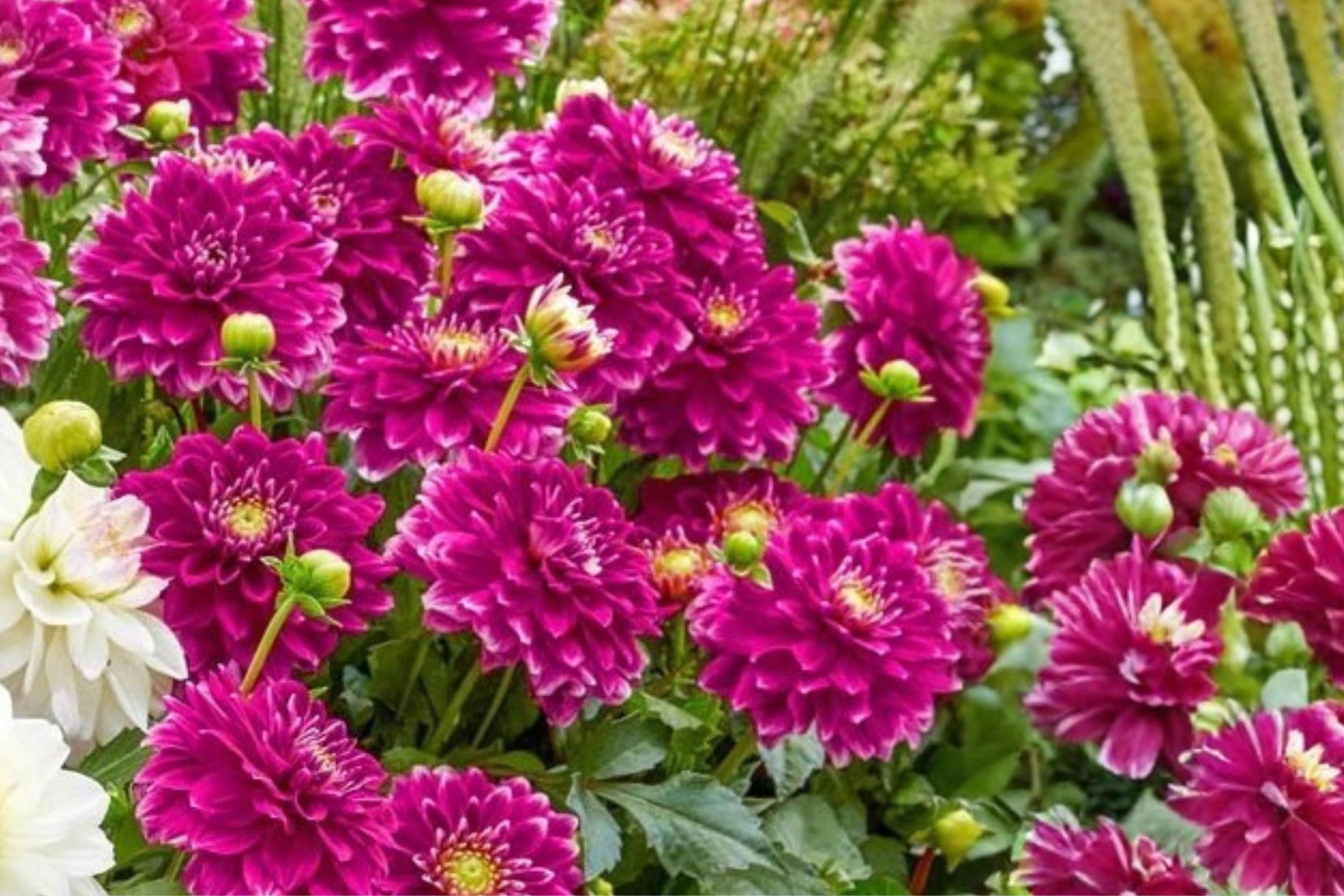 Go Go Purple Dahlia Flower Bulb – Decorative Border Plant, Vibrant Purple Blooms, Dahlia pinnata