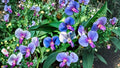 Blue Sweet Pea Seeds – Lathyrus sativus, Vining Ornamental Flower, Blue with Pink Tones, Garden Climber & Ground Cover
