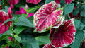 Scarlet O’Hara Caladium Bulbs – Caladium bicolor – Red Foliage Tropical Plant for Garden Beds & Containers