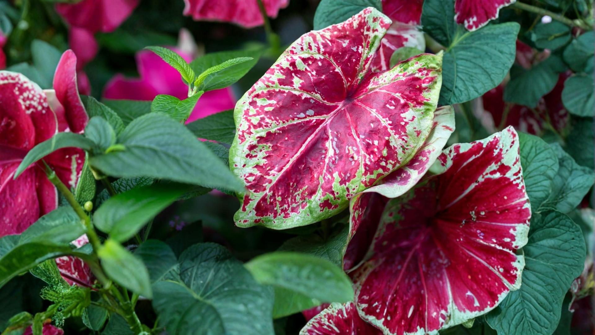 Scarlet O’Hara Caladium Bulbs – Caladium bicolor – Red Foliage Tropical Plant for Garden Beds & Containers