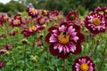 Collarette Dahlia Bulb Tuber – 'Joyful Investment' for Attracting Hummingbirds and Pollinators, Dahlia × pinnata