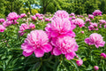 Edulis Superba Peony Bulb Root – Rosy Pink White Double Blooms, Paeonia lactiflora, Live Flower Plant