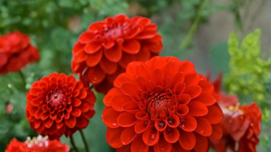 Red Cap Dahlia Tuber – Dahlia pinnata – Red Ball-Shaped Flowering Perennial Plant for Garden & Container