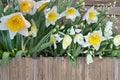 Ice Follies Daffodil Bulbs – Narcissus Perennial Spring Flowering Bulbs, Pale Yellow to White, 10 Pack