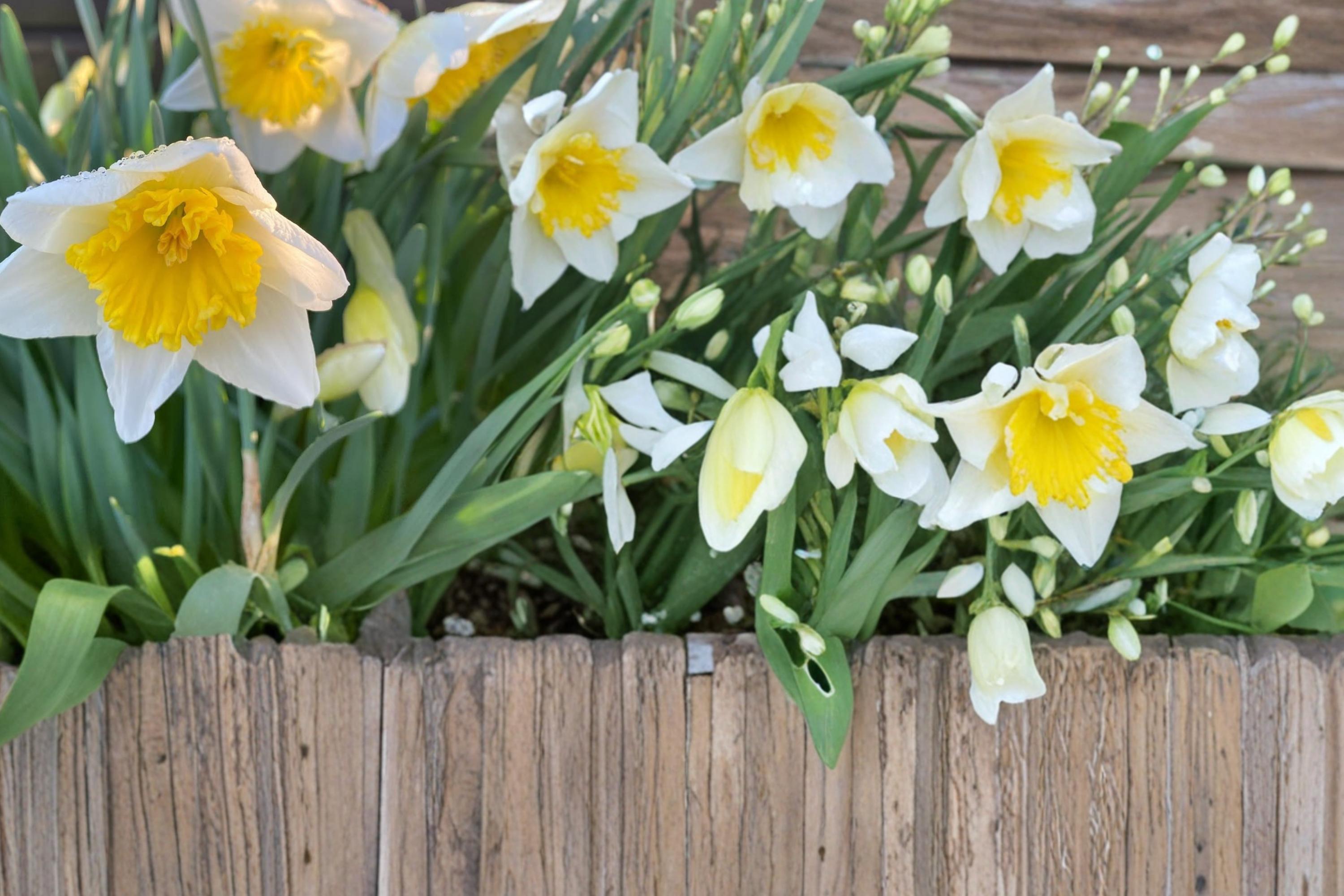 Ice Follies Daffodil Bulbs – Narcissus Perennial Spring Flowering Bulbs, Pale Yellow to White, 10 Pack