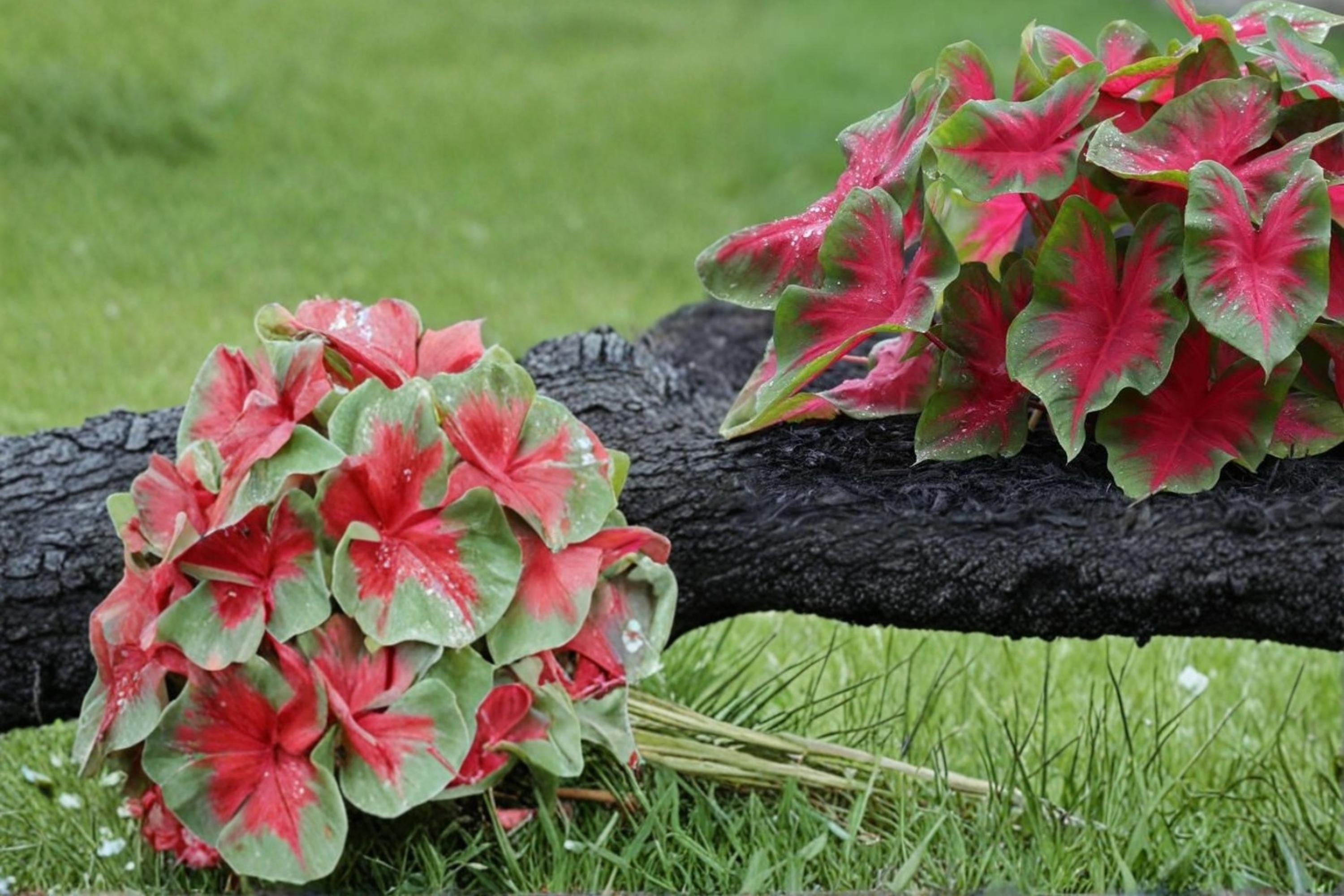 Florida Cardinal Caladium Bulbs – 6 Pack, Red & Green Foliage, Shade Garden, Container Plant, Tropical Perennial Caladium