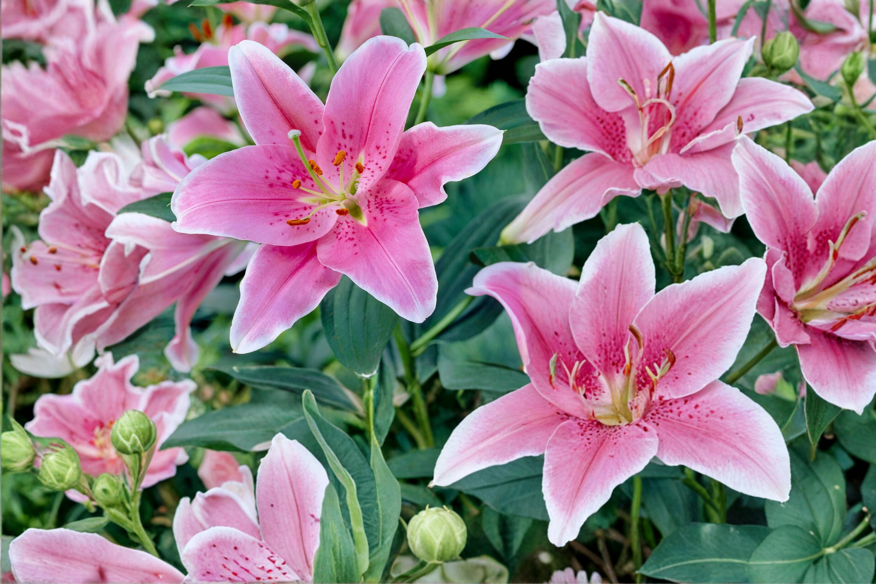 Sorbonne Oriental Lily Bulbs – Pink & White Fragrant Garden Lily – Lilium perenne, Outdoor Flower Bed Bulb, Cut Flower Plant