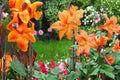 Wyoming Canna Lily Bulbs – Tropical-Style Perennial with Dark Foliage and Orange-Red Flowers, Canna indica