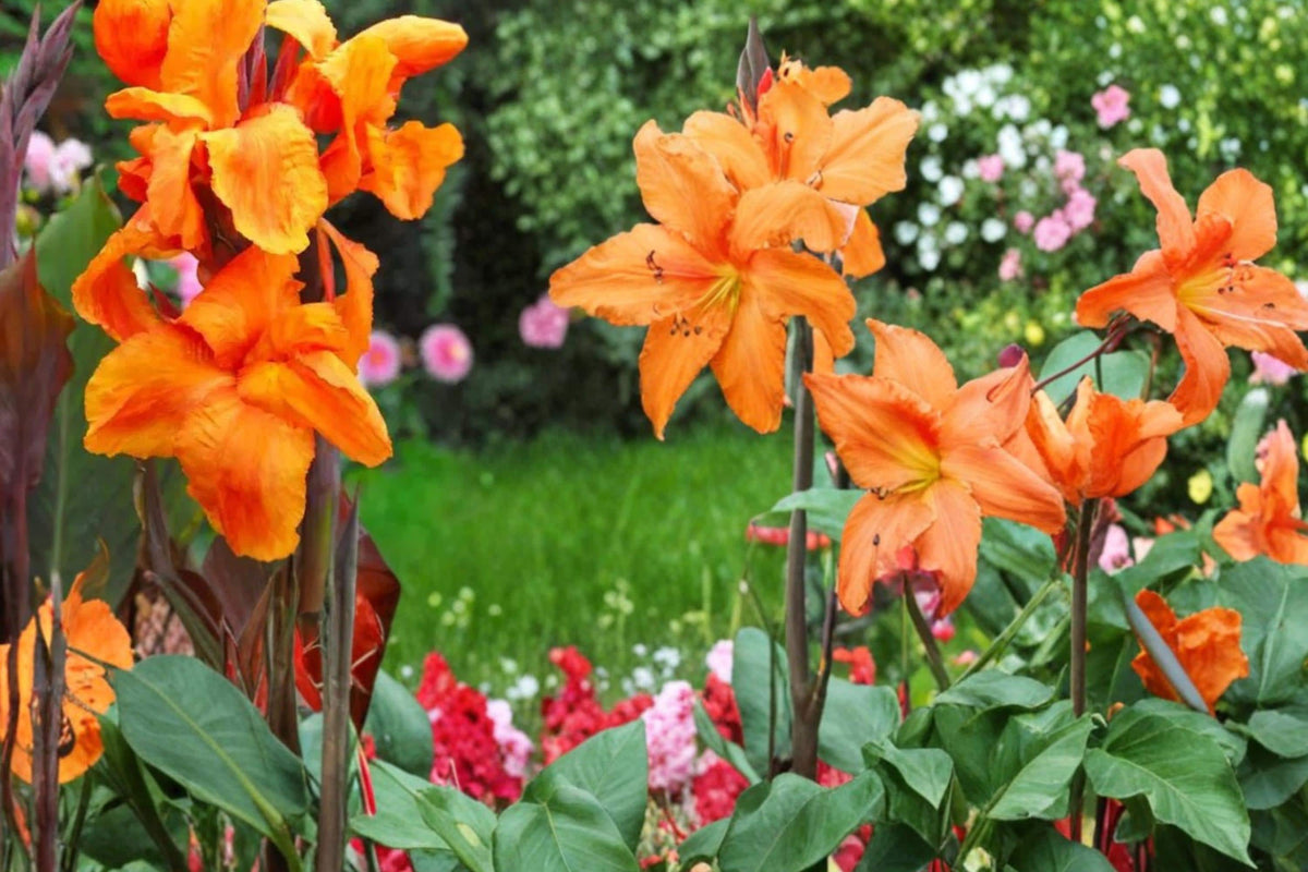 Wyoming Canna Lily Bulbs – Tropical-Style Perennial with Dark Foliage and Orange-Red Flowers, Canna indica
