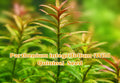 Virginia Waterleaf Seeds, Perennial Wildflower, Lavender Purple, Shade Garden Plant, Hydrophyllum virginianum