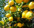Grafted Harvey Lemon Tree – 24 Inch Citrus Plant for Indoor Outdoor Growing, Tropical Fruit Tree, Live Citrus Plant