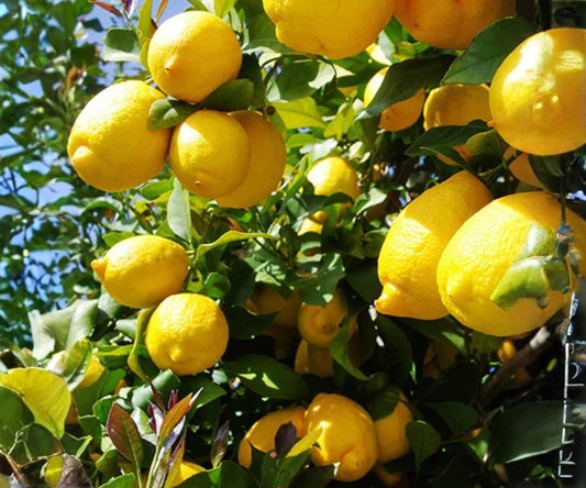 Grafted Harvey Lemon Tree – 24 Inch Citrus Plant for Indoor Outdoor Growing, Tropical Fruit Tree, Live Citrus Plant