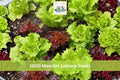 1000+ Mesclun Lettuce Seeds Mix Lactuca spp. Salad Greens for Indoor Outdoor Garden, Container, Fresh Leafy Vegetables