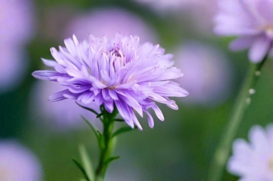 Culantro Seeds (100) | Ngo Gai Herb for Vietnamese & Southeast Asian Cuisine | Eryngium foetidum