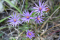 Twogroove Milkvetch Seeds (Astragalus bisulcatus) Native Wildflower for Drought Tolerance & Soil Improvement