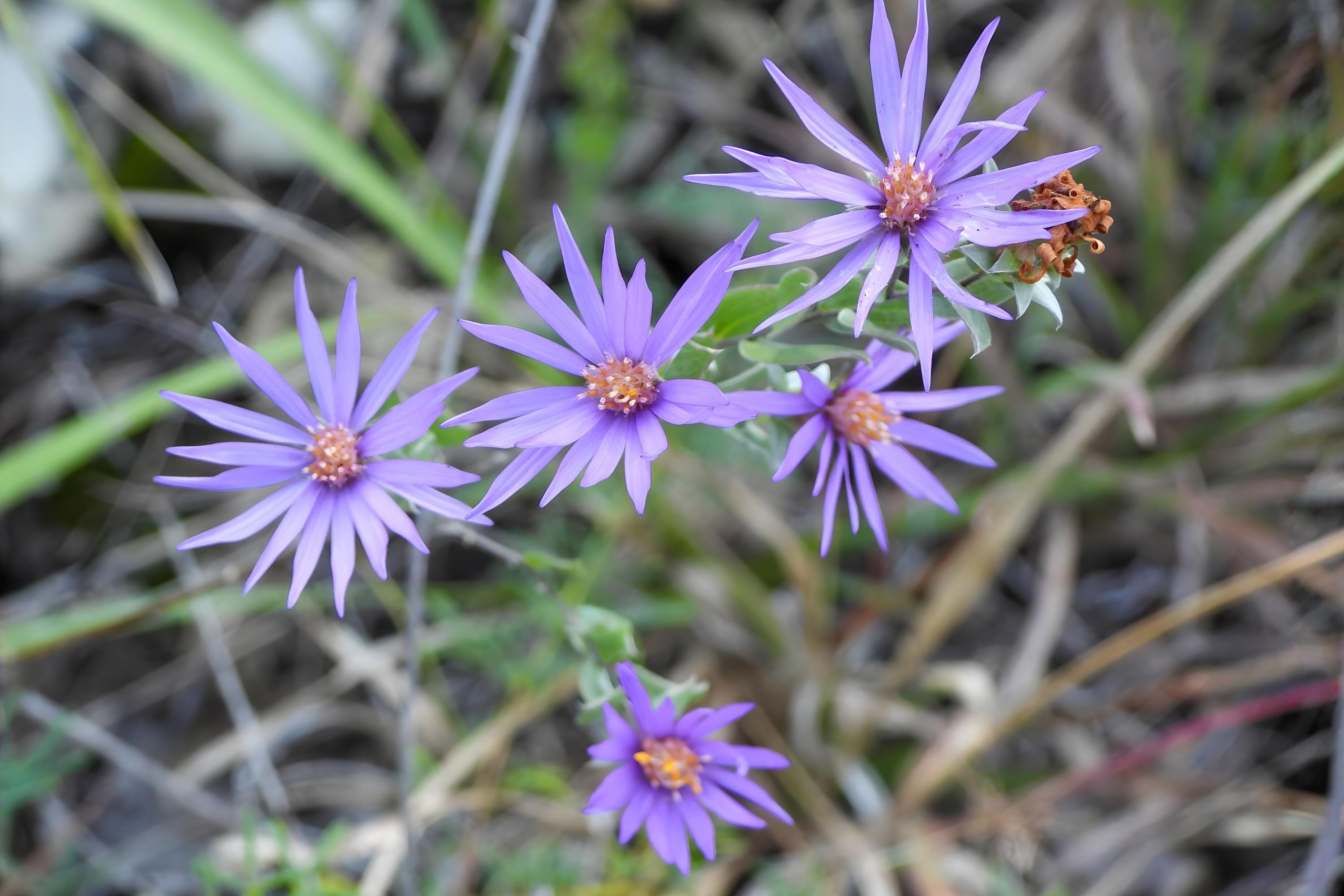 Twogroove Milkvetch Seeds (Astragalus bisulcatus) Native Wildflower for Drought Tolerance & Soil Improvement