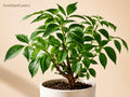 Snowsation Candytuft Bare Root Plant – Iberis sempervirens White Flower Perennial Groundcover for Borders & Rock Gardens